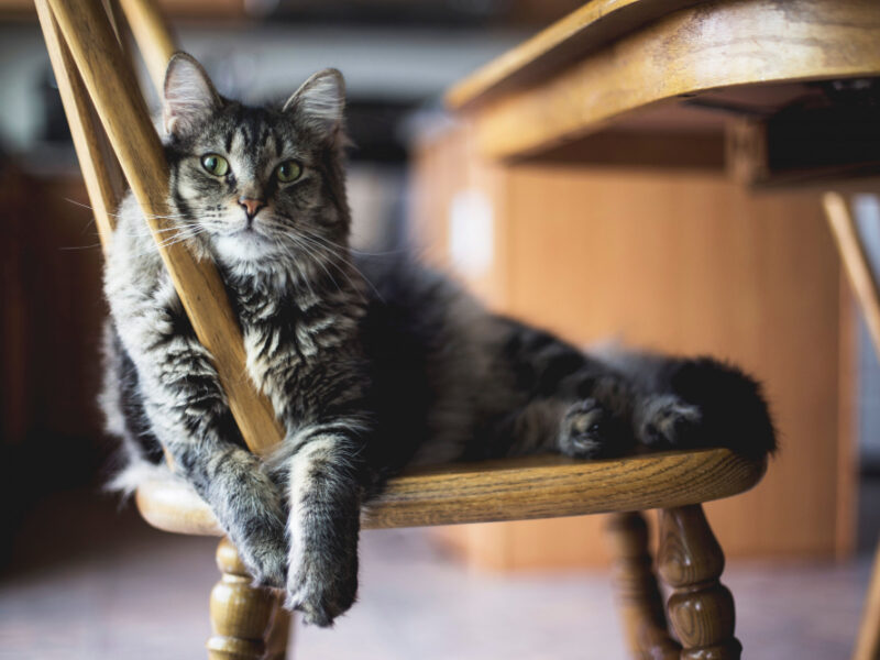 selective-focus-closeup-shot-gray-furry-tabby-cat-sitting-wooden-chair