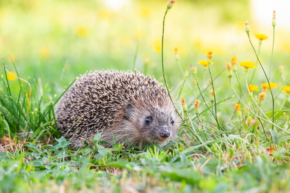 hedgehog-scientific-name-erinaceus-europaeus-close-up-wild-native-european-hedgehog-facing-right-natural-garden-habitat-green-grass-lawn-horizontal-space-copy