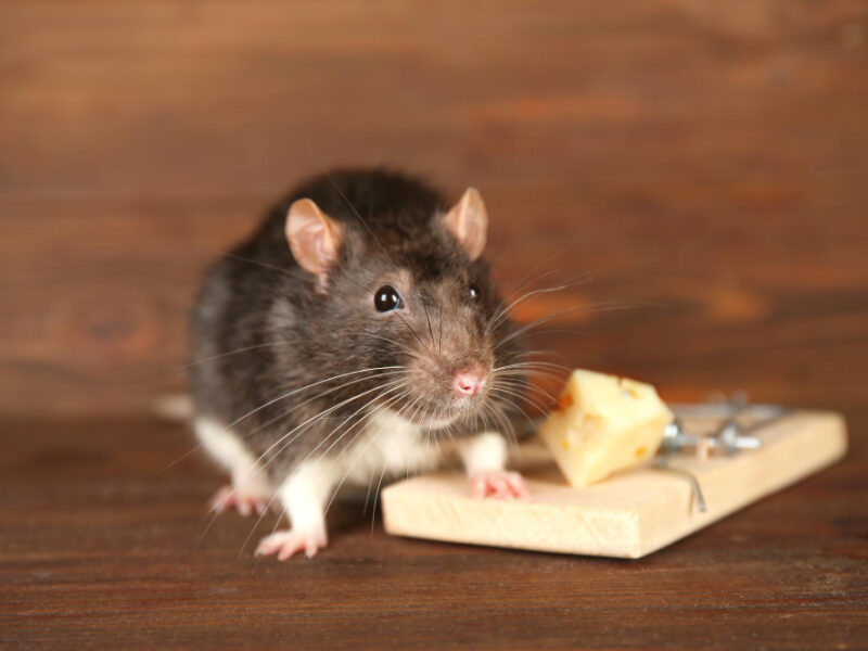 Cute Rat Mousetrap With Cheese Wooden Background