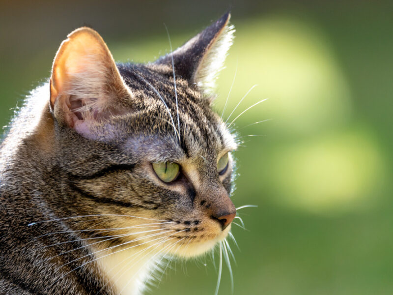 closeup-adorable-striped-cat-outdoors-sunlight