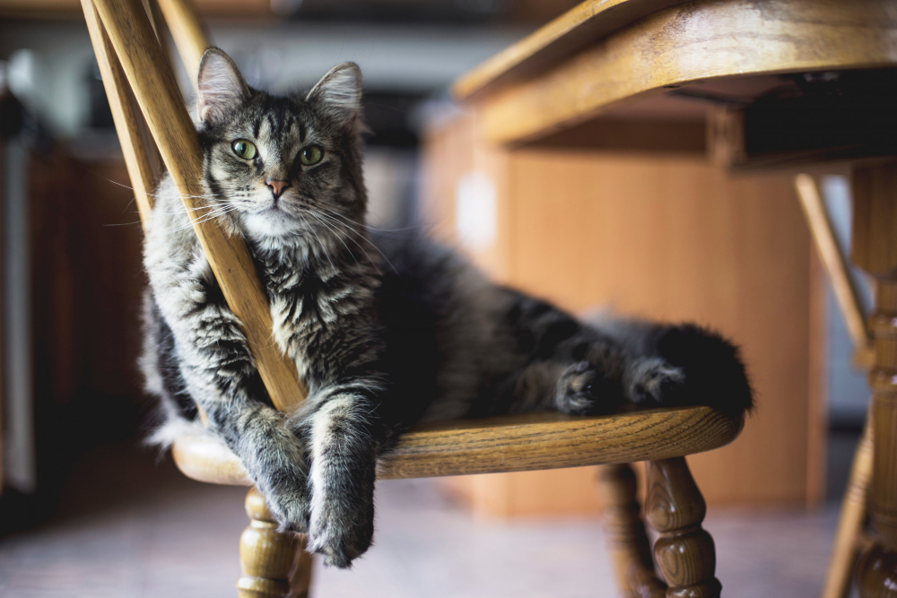 Selective Focus Closeup Shot Gray Furry Tabby Cat Sitting Wooden Chair