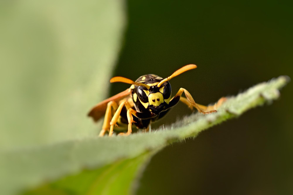 Macro Wasp Leaf