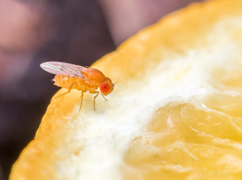 closeup-shot-drosophila-slice-orange