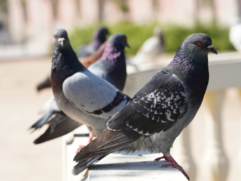 Closeup Selective Focus Shot Pigeons Park With Greenery