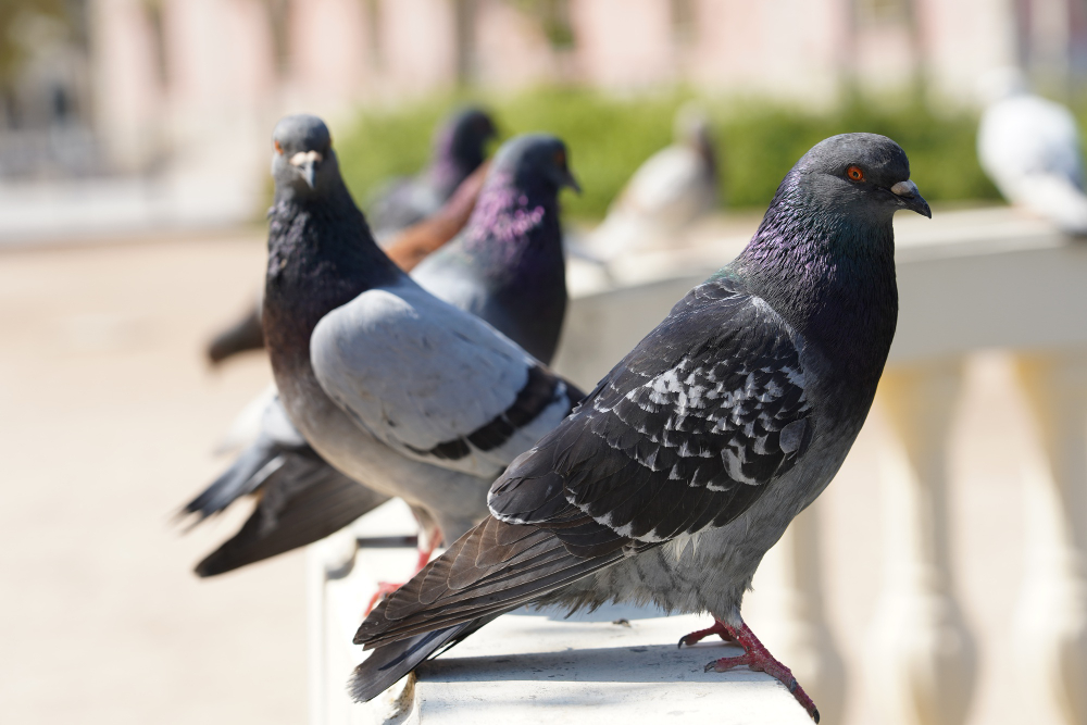 closeup-selective-focus-shot-pigeons-park-with-greenery