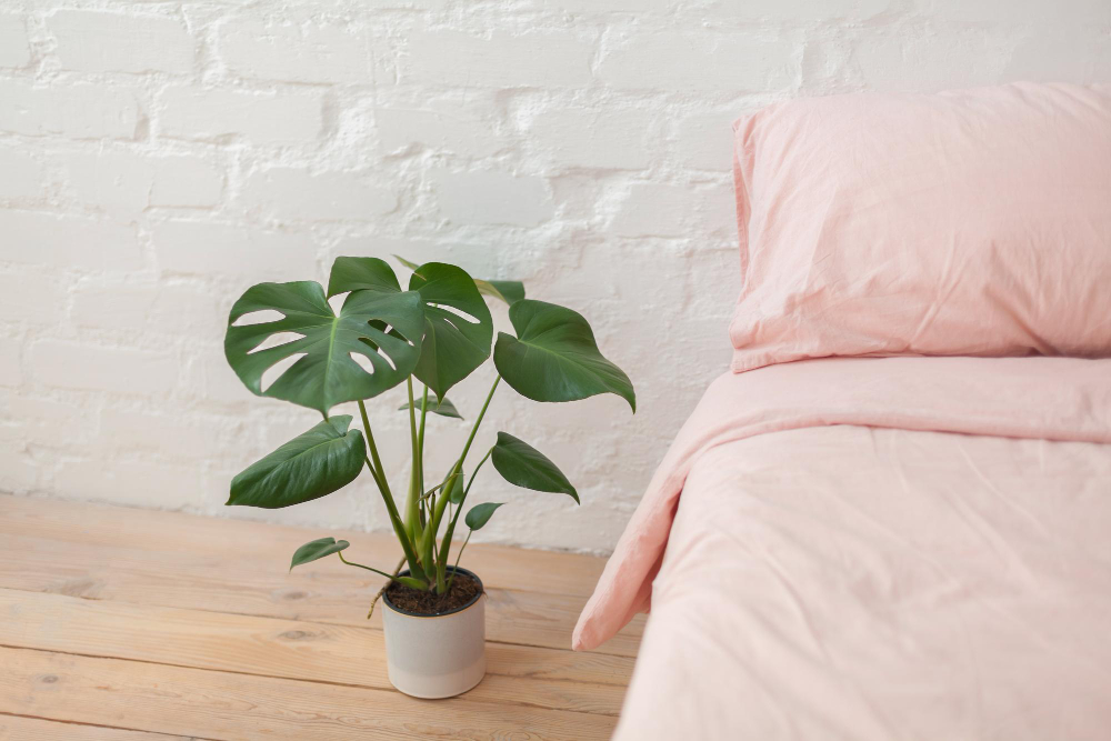 big-green-monstera-plant-pot-wooden-floor-bed-pink-bedding-bed