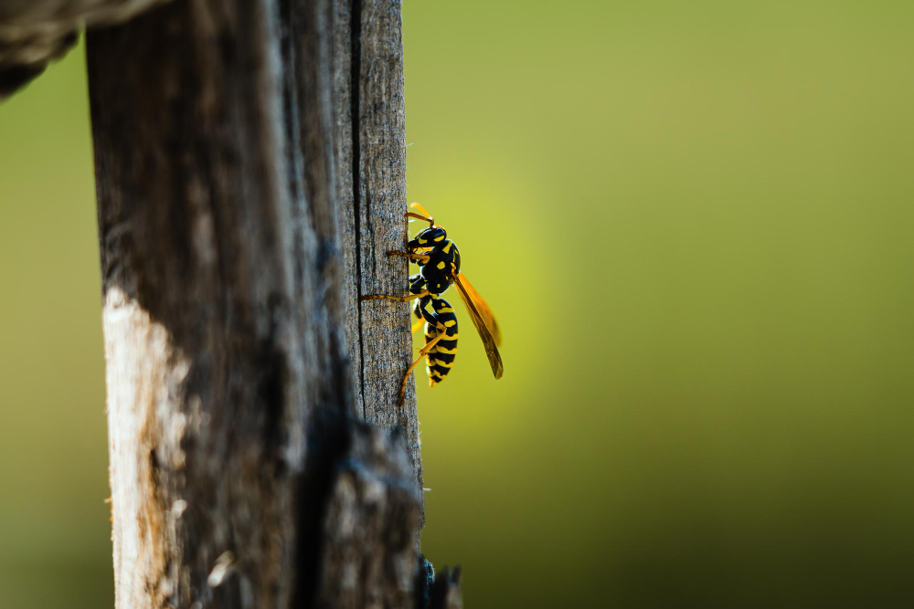 closeup-shot-wasp-perched-wooden-surface-blurred-background (1)