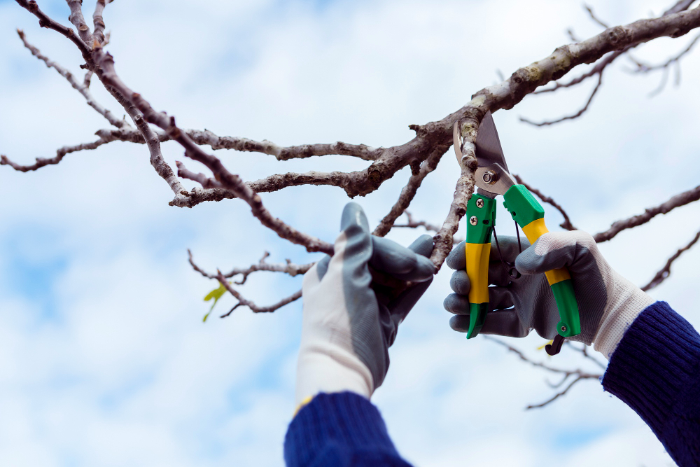 man-cutting-dried-branches