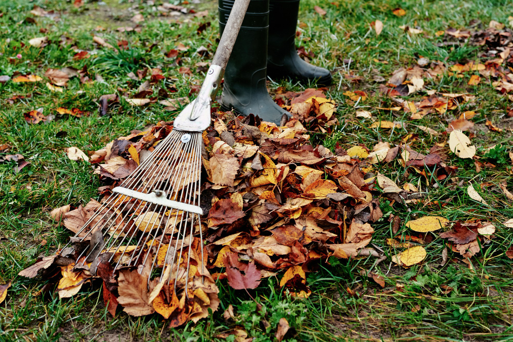 woman-raking-pile-fall-leaves-garden-with-rake