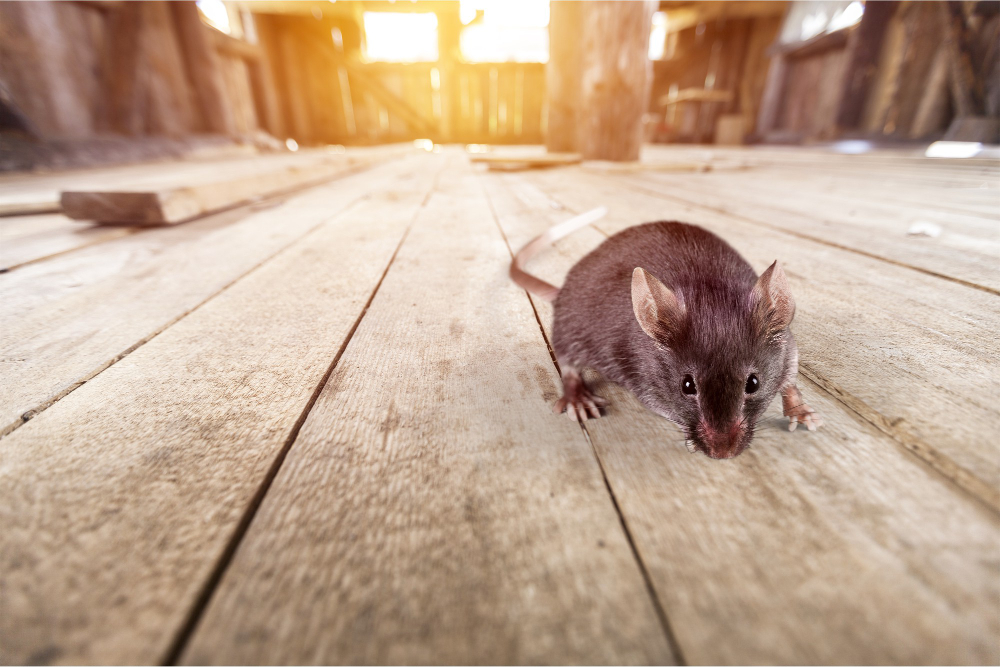 gray-mouse-animal-background (1)