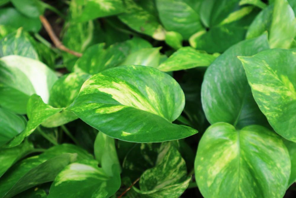 closeup-vibrant-green-devil-s-ivy-plants-growing-garden