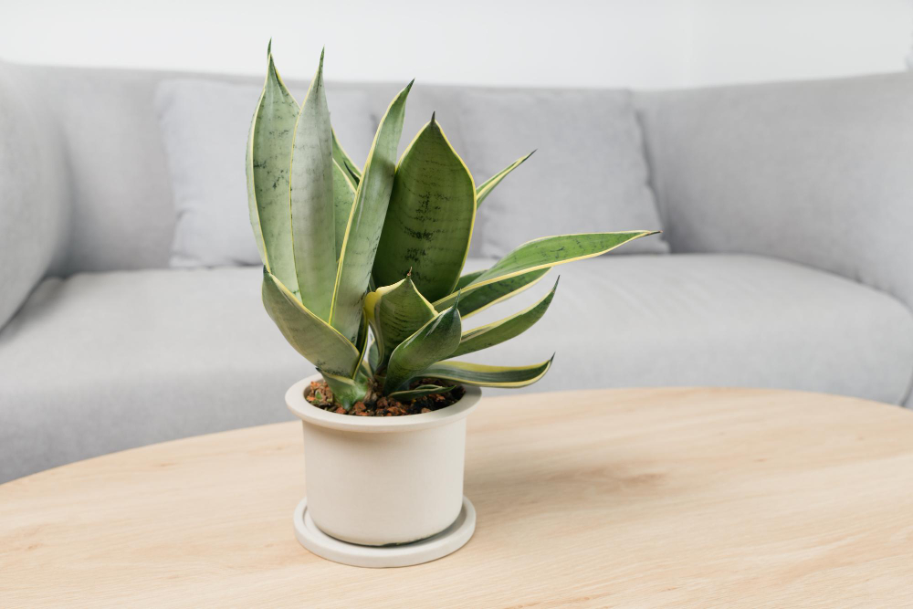 Sansevieria Dwarf Varieties Minimalist White Ceramic Pots Dracaena Trifasciata Golden Hahnii