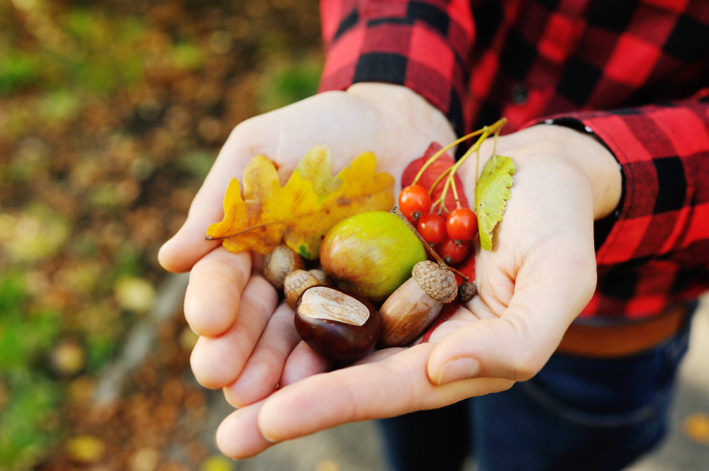 girl-holds-her-hands-autumn-leaves-acorns-berries-hazelnuts