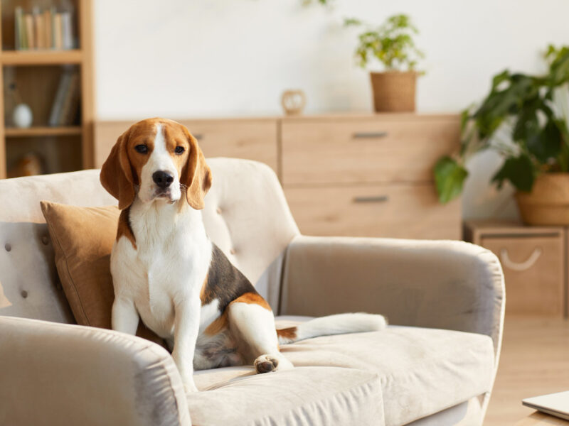 Portrait Cute Beagle Dog Sitting Couch Cozy Home Interior Lit By Sunlight