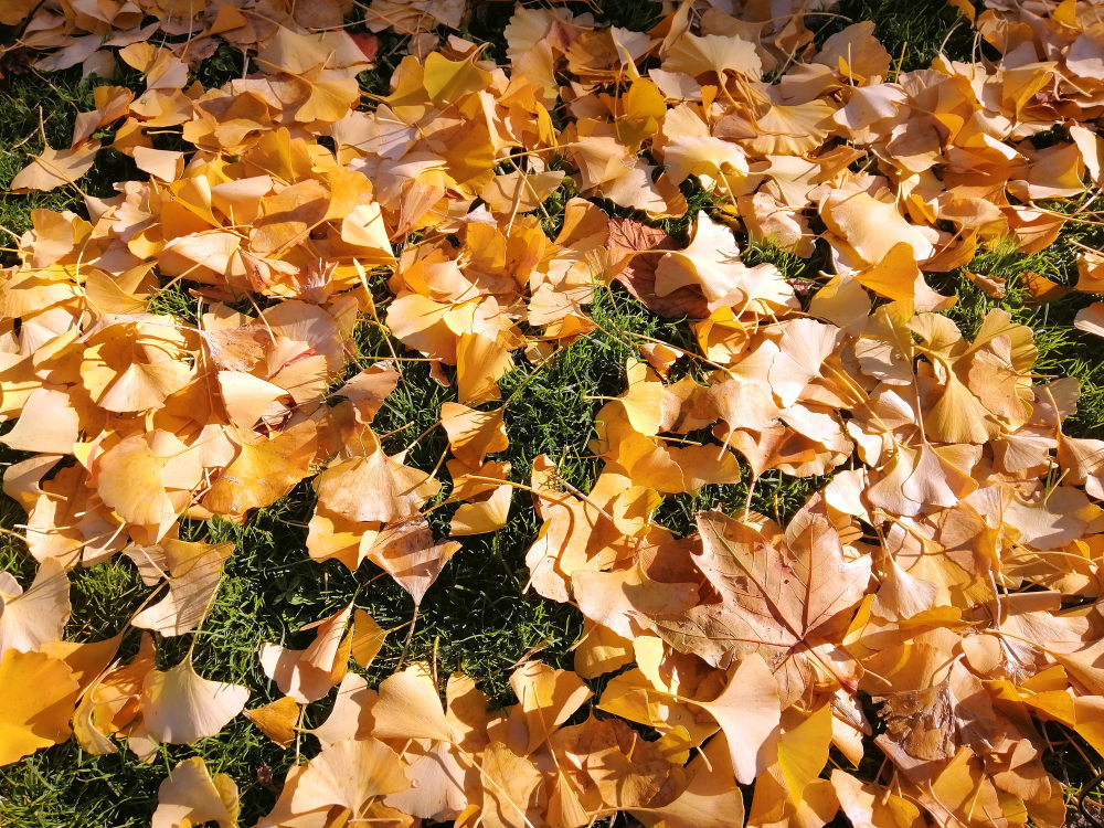 Fallen Yellow Leaves Grass Autumn Madrid Spain