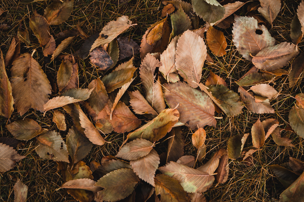 top-view-shot-brown-leaves