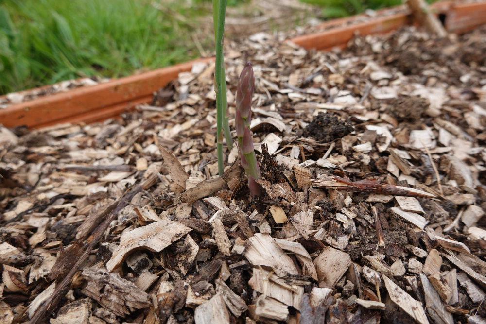 Growing Asparagus Asparagus Germinating Raised Beds Asparagus Flow Growing Backyard