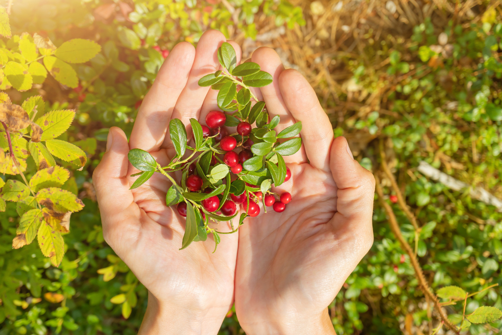 Ripe Lingonberries Female Hands Garden