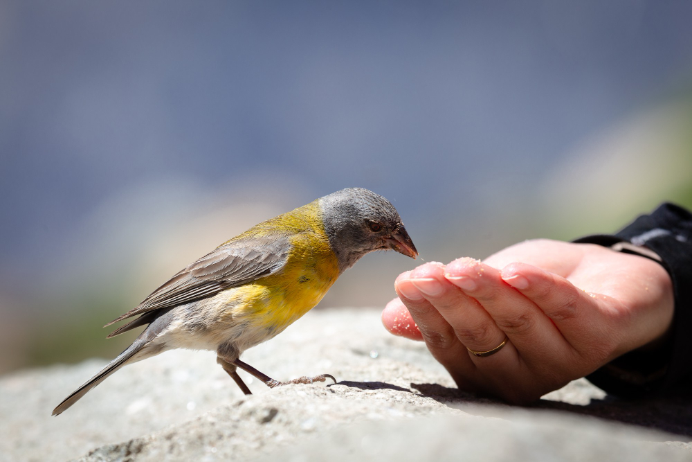 Blue Yellow Tanager Bird Eating Seeds From Someone S Hand