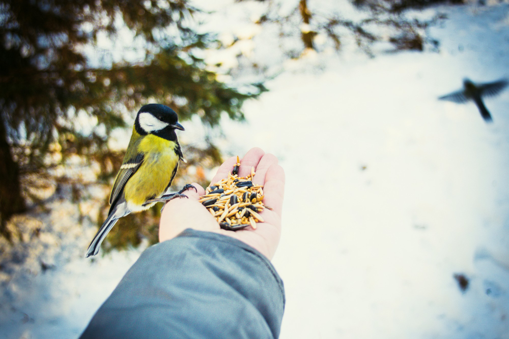 Man Feeding Birds With His Hands Park Winter