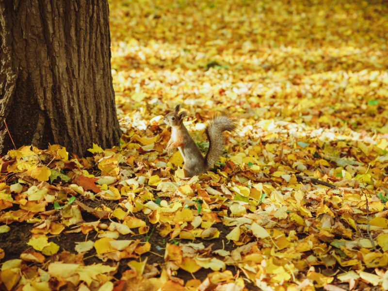 Fallen Autumn Leaves Field