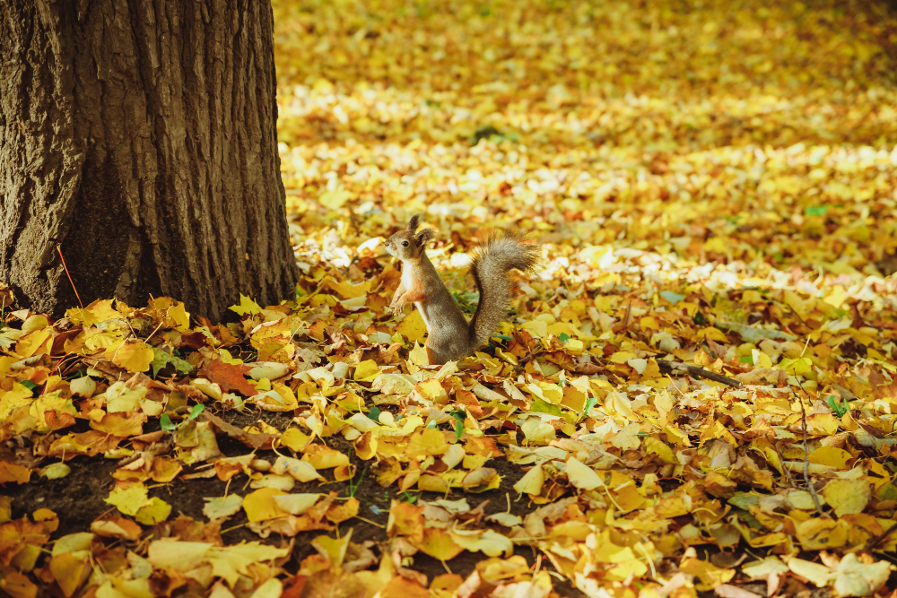 Fallen Autumn Leaves Field