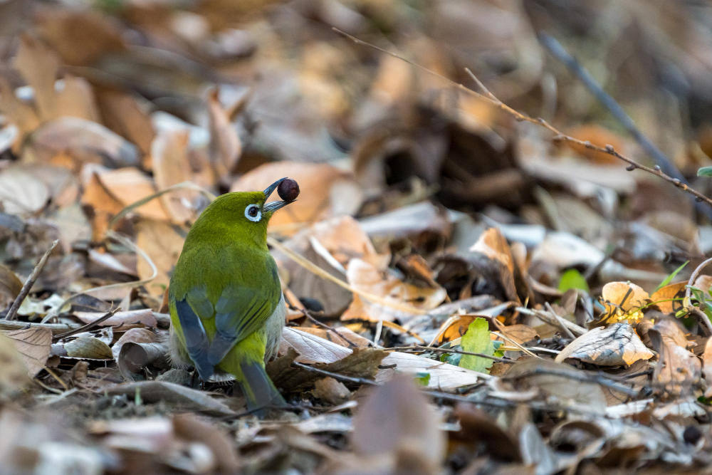 Warbling Whiteeye Japanease Whiteeye Bird Perching Tree Branch