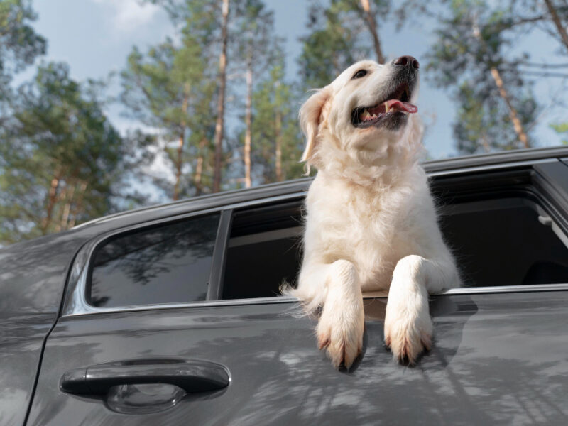 Low Angle Smiley Dog Car