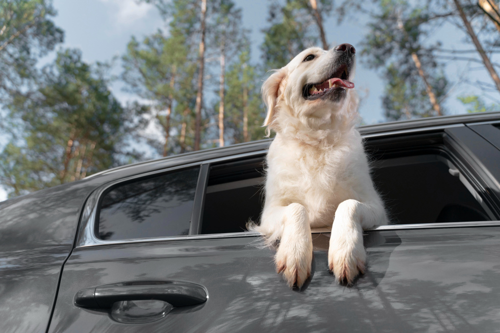 Low Angle Smiley Dog Car