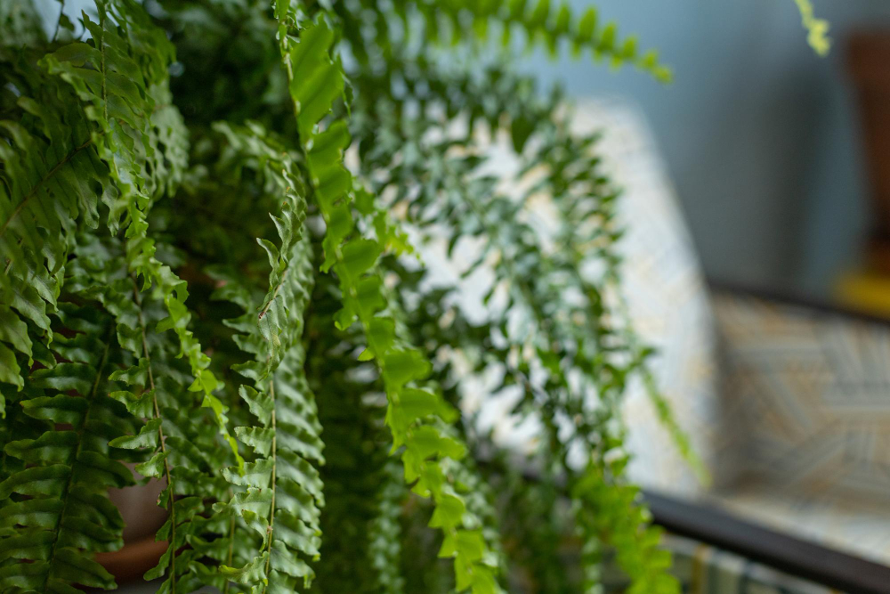 Indoor Fern Leaves Bright Room