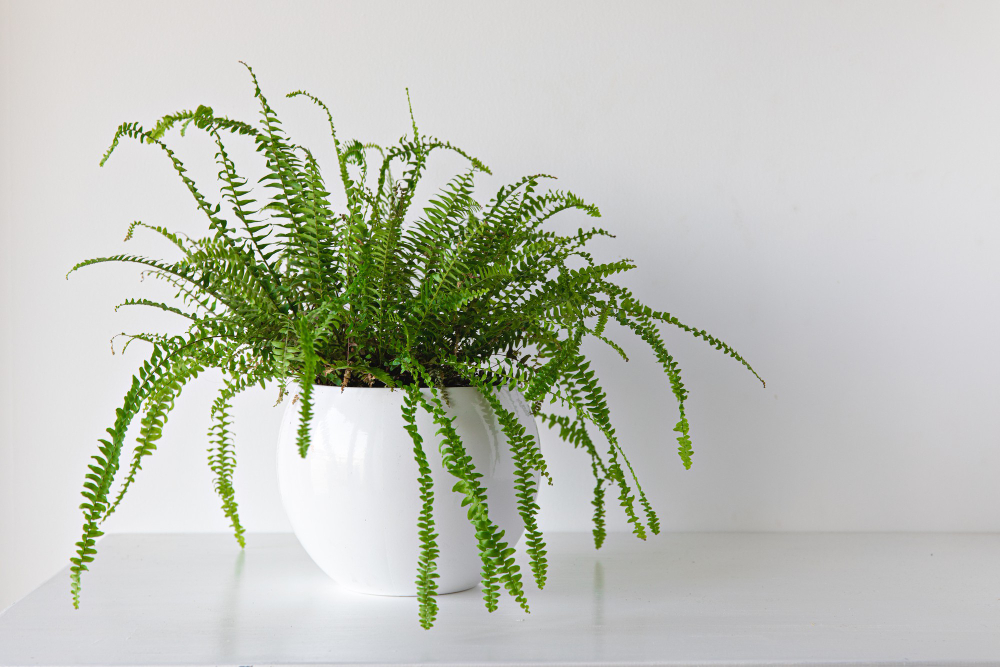 Indoor Fern Plant White Background