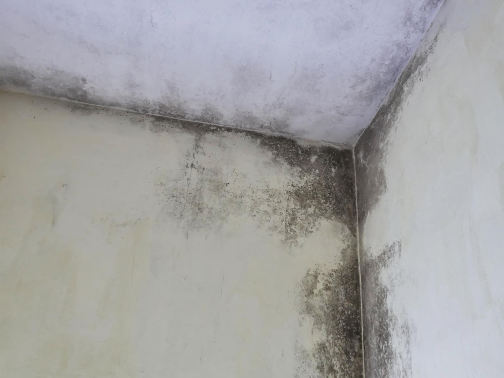 Ceiling Is Covered With Mold