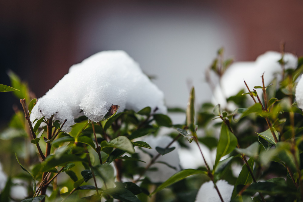 Closeup Bushes Covered Snow Sunlight With Blurry Greenery