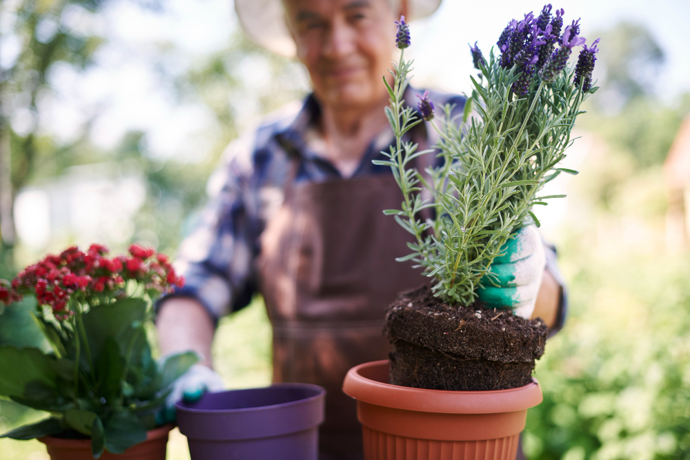 Senior Man Working Field With Flowers