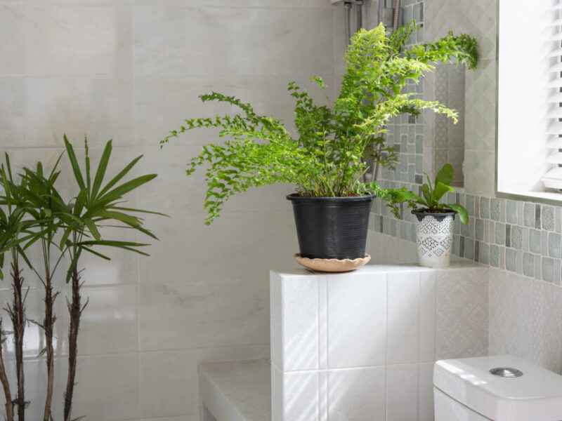 Fresh Green Fern Plant Decoration Modern Restroom Bathroom