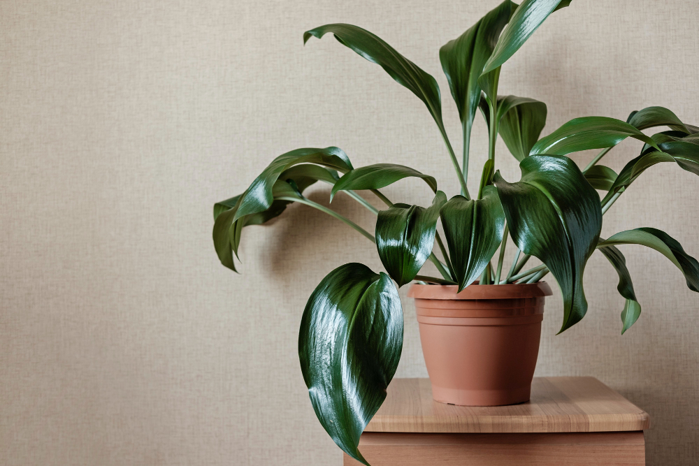 Ornamental Leafy Green Eucharis Plant