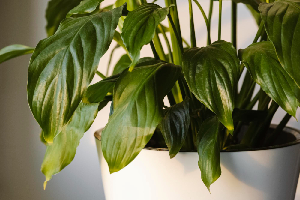 Close Up Leaves Spathiphyllum Plant Spathiphyllum Flower White Pot White Background