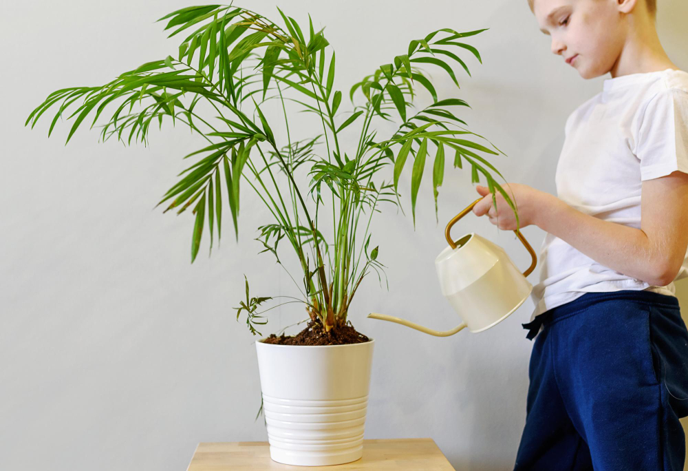 Boy Is Watering Green Natural Houseplant White Flower Pot