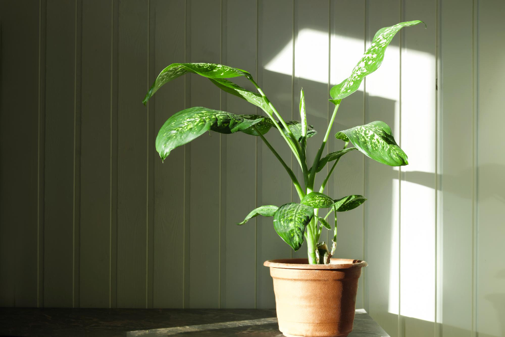 Dumb Cane Dieffenbachia Wood Wall Houseplant Flower Pot Wooden Background