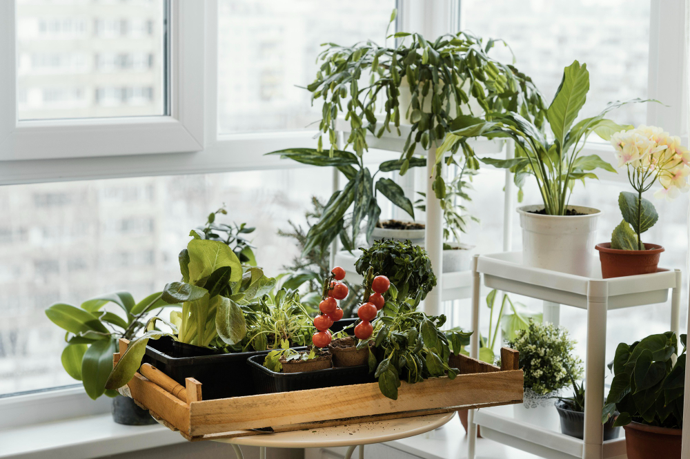 Front View Indoors Plants Pots