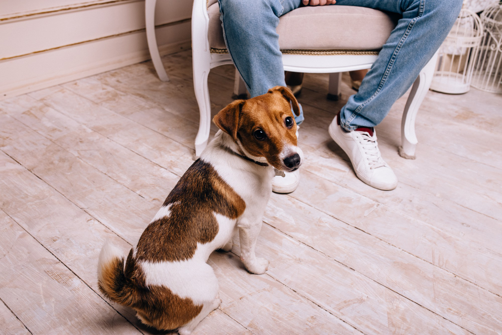 Jack Russell Sits Floor Near His Master S Feet