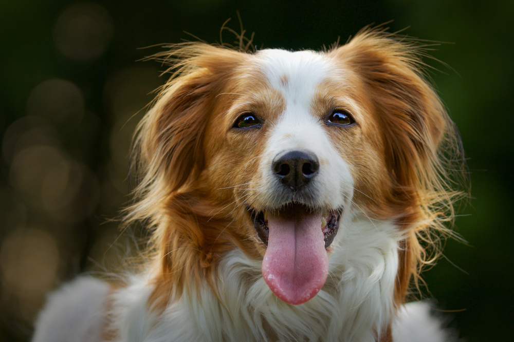 Selective Focus Shot Adorable Kooikerhondje Dog