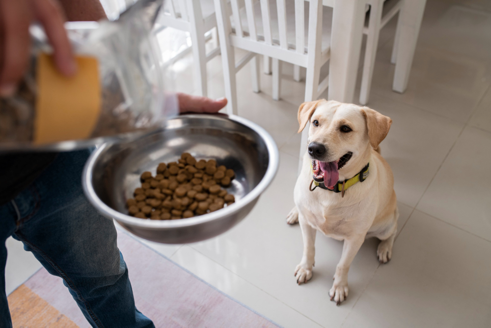 Owner Serving Food Bowl Their Pet Dog
