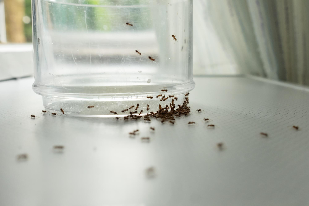 Mass Ants Glass Searching Food