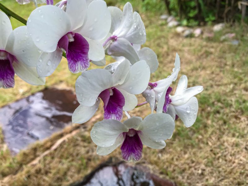 Česnekový odvar probudí orchideje ze spánku. Již brzy se můžete těšit na nové květy