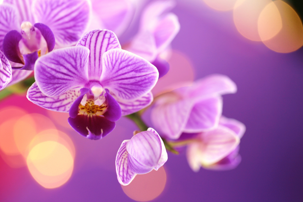 Chřadnoucí orchidej probudí k životu zdravá svačinka. Česnek jí dodá vše, co potřebuje