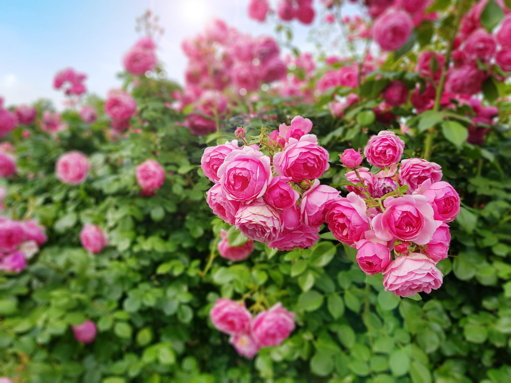 Krásné růže jsou pýchou každé zahrady. Díky správnému hnojivu budou skutečnou ozdobou