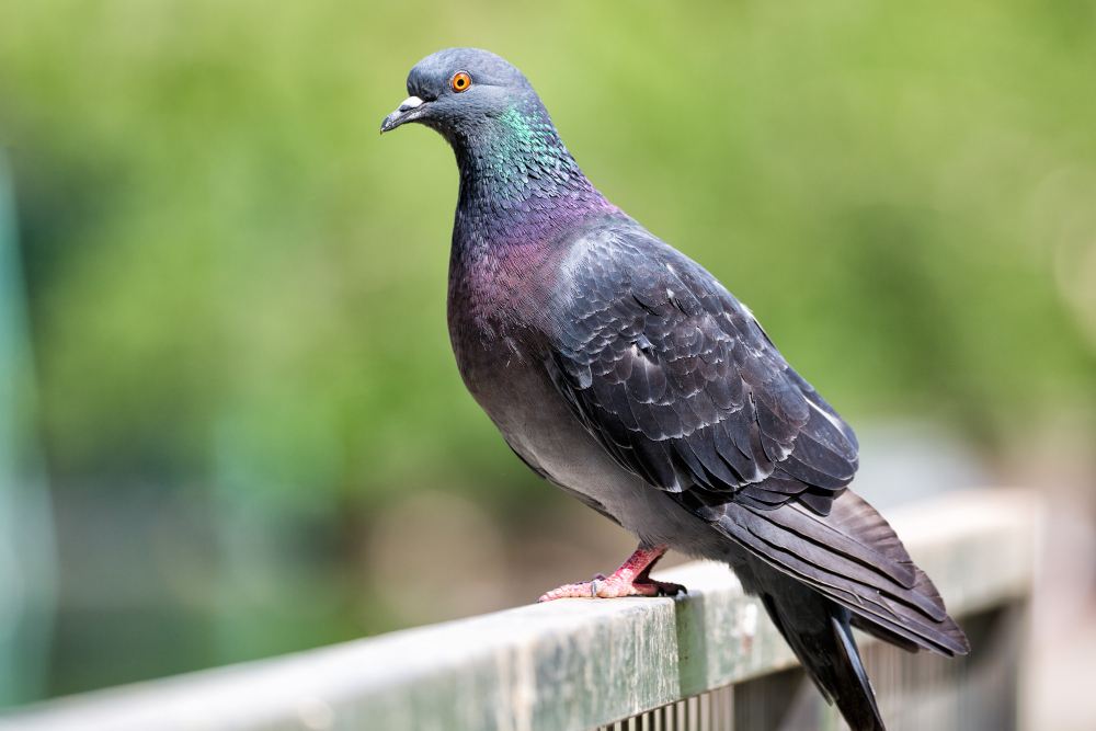 Beautiful Close Up Shot Pigeon Outdoors With Green Blurry Background