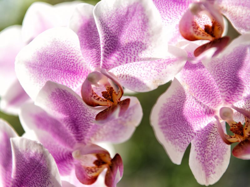Orchideje rozzáří interiér nádhernými květy, na oplátku potřebují dostatek pozornosti