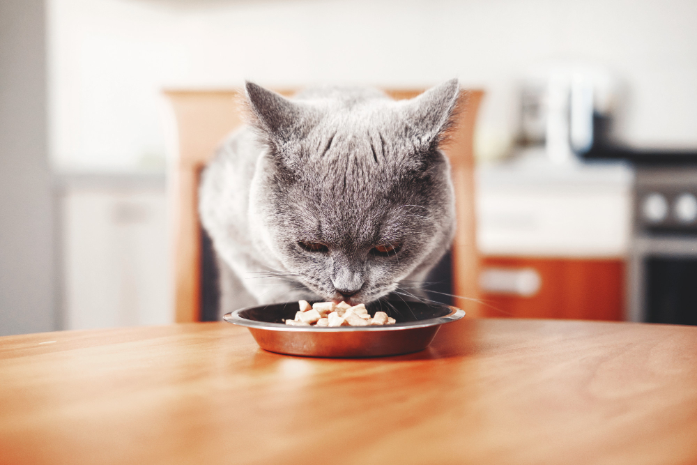 Pro kočky je složení jídelníčku zásadní. Špatná strava může vést k vážným onemocněním našeho mazlíčka